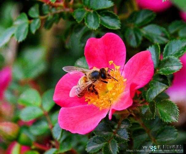 口袋妖怪复刻蜜蜂全面解析：深度探讨蜜蜂的属性特点与技能图鉴