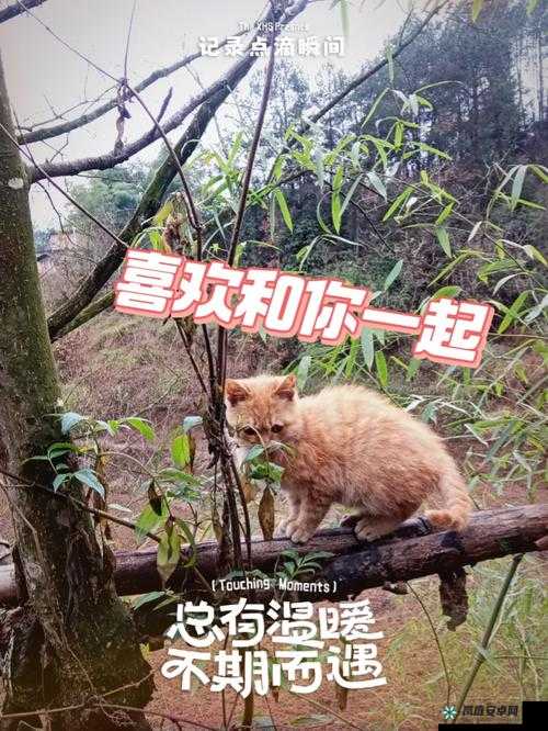 小黄猫星空传媒映人口：相关介绍