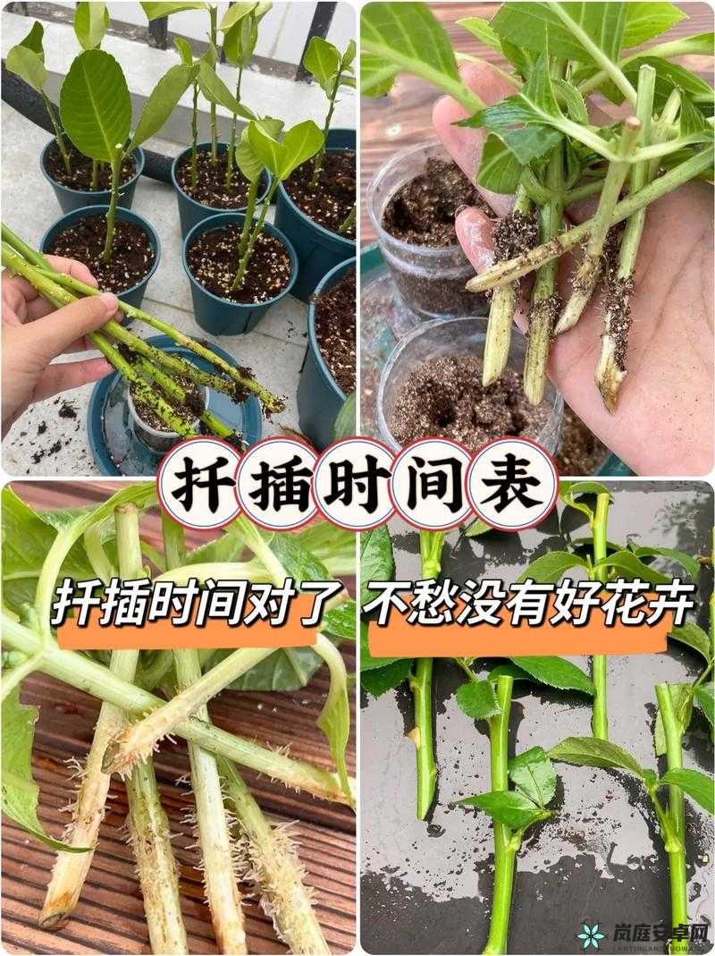 韩式 72 种扦插方式：全新种植技巧指南