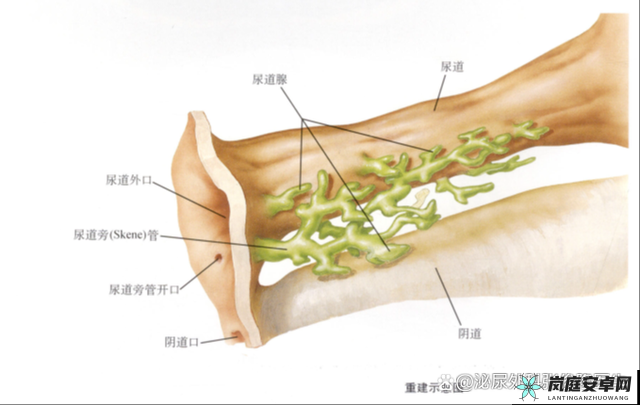 尿道口两边的肉肿了的原因：解析与探讨